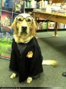 foto cane harry potter