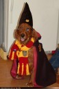 foto cane harry potter