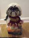 foto cane harry potter