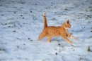 Foto cani e gatti che giocano nella neve 2