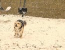 Foto cani e gatti che giocano nella neve 3