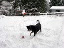Foto cani e gatti che giocano nella neve 4