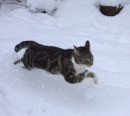 Foto cani e gatti che giocano nella neve 5