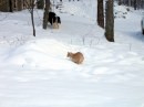 Foto cani e gatti che giocano nella neve 6