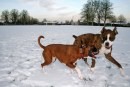 Foto cani e gatti che giocano nella neve 9