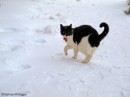 Foto cani e gatti che giocano nella neve 11