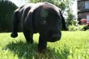 foto cuccioli labrador neri e biondi