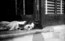 Altra foto con gatti e un cane del 1 maggio 1929