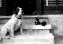 Foto gatti e cani del 1 maggio 1929