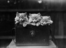 Tre gattini in una foto del 13 agosto 1931