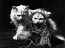 Foto di gatti del 5 settembre 1934