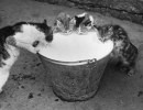Foto di gatti che lappano del latte, 29 settembre 1934