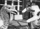 Gatto e tacchino in una foto del 12 dicembre 1952