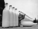 Gatti e bottiglie di latte: una foto emblematica del 1 gennaio 1964