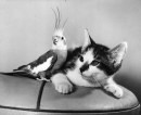 Un gatto e un pappagallino in una foto del 1 gennaio 197