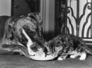 Cane e gatto lappano il latte da una stessa ciotola, foto del 13 settembre 1972