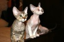 Coppia di Devon Rex