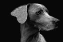 Foto di cani in bianco e nero