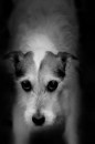 Foto di cani in bianco e nero