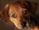 Foto di cani: le più belle e dolci