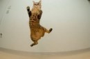 I gatti sanno volare