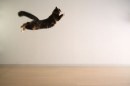 I gatti sanno volare