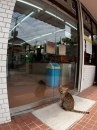 Fukuoka isola dei gatti