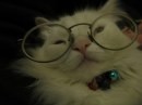 Gatto con occhiali tondi