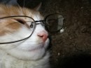 Gatto con occhiali