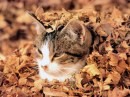 Gatti alle prese con le foglie secche degli alberi