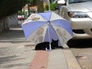 Gatti e ombrelli