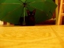 Gatti e ombrelli