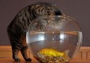 gatti vs pesci