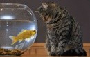 gatti vs pesci