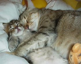 gatti che dormono abbracciati