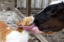 Gatto e mucca, amore a profusione