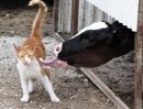 Gatto e mucca, amore a profusione