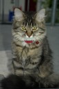 Gatto siberiano | Foto