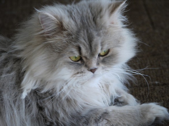 Un gatto persiano