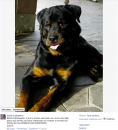 L\'annuncio su Facebook di Giulia Calcaterra per dare via il suo cane