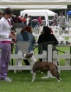 expo canine