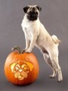 Le zucche di halloween intagliate a forma di cane