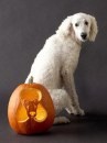 Le zucche di halloween intagliate a forma di cane