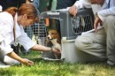 I primi cuccioli di Beagle di Green Hill dati in affido