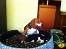 I cuccioli beagle Green Hill sono a casa!