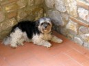 In vacanza con i cani: Borgo Corsignano - Poppi (Ar)