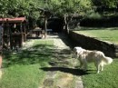 In vacanza con il cane in montagna: Casale Camalda in Casentino