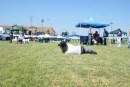 le foto del raduno di Bull Terrier a Fiano Romano il 7 maggio 2011