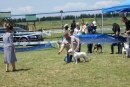 le foto del raduno di Bull Terrier a Fiano Romano il 7 maggio 2011