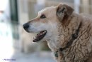 La storia di Italo, il cane mascotte di Scicli, diventa un film